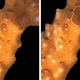 Image for article titled This Worm Can Make Itself Virtually Invisible